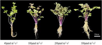 Effect of light intensity on celery growth and flavonoid synthesis